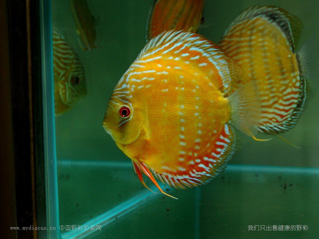 野生七彩神仙鱼拍卖网