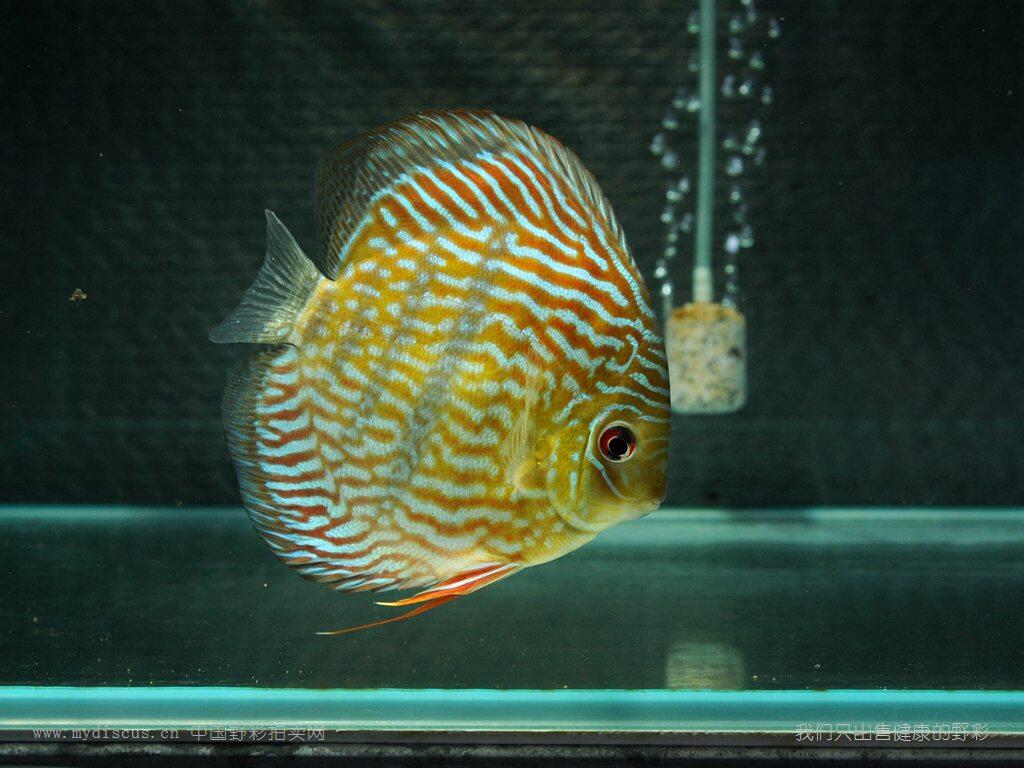 野生七彩神仙鱼拍卖网